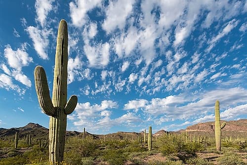 Arizona Clouds spread across a blue sky above saguaro cactus in Organ Pipe National Monument Landscape Print